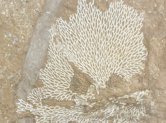 Ordovician Bryozoans (Chasmatopora) Plate - Estonia #47451